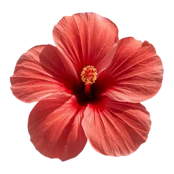 Hibiskus
